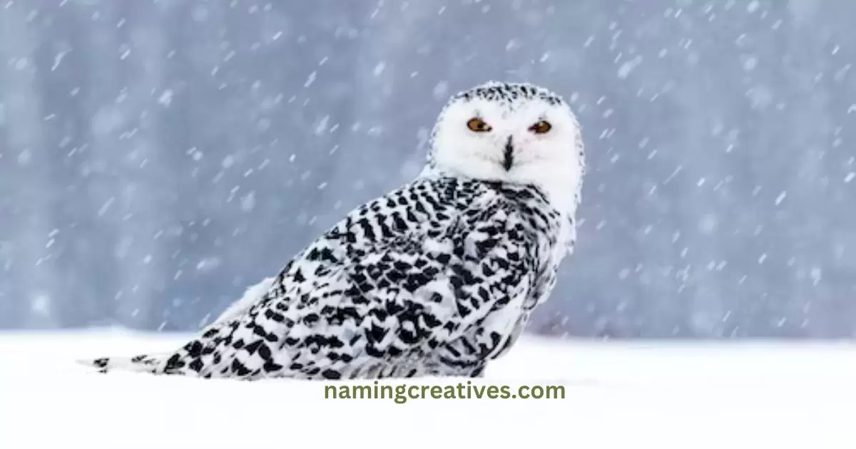 Snow Owl Names