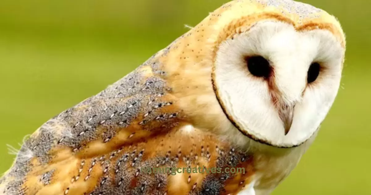 Female Owl Names