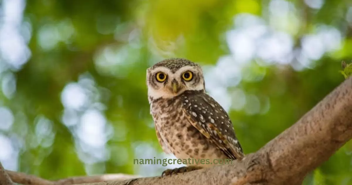 Good Owl Names