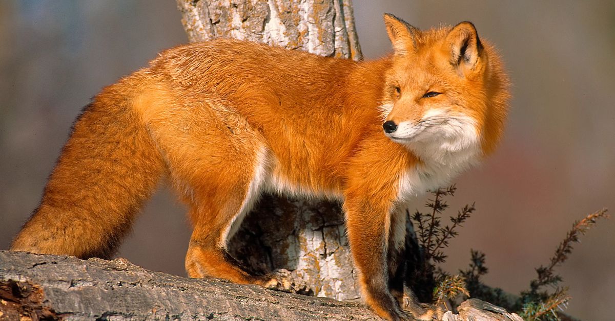 Fox Names with Meanings